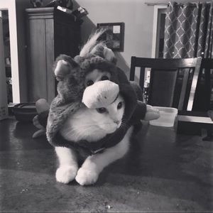 Meet your Posher, Jamie